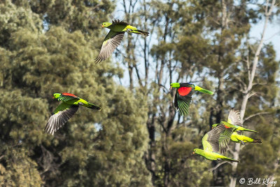 King Parrot, Broadwater Lake, Dalby  7