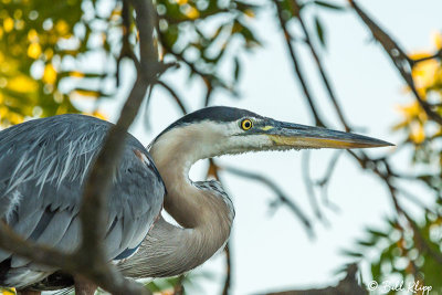 Great Blue Heron 58