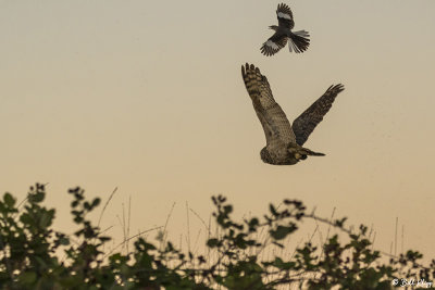 Great Horned Owl 9