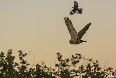 Great Horned Owl  9