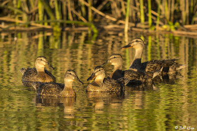 Mallard Ducks  25