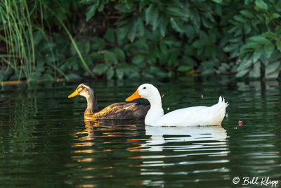 Mallard Ducks  26 
