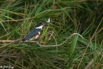 Belted Kingfisher 7