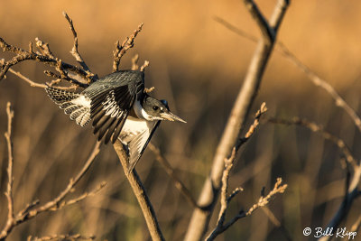 Belted Kingfisher 8