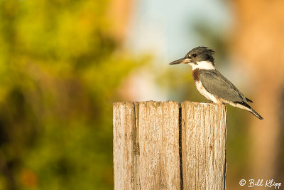 Belted Kingfisher 9