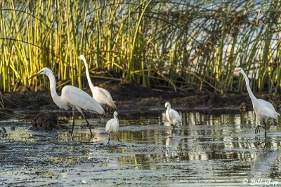Great Egrets 59