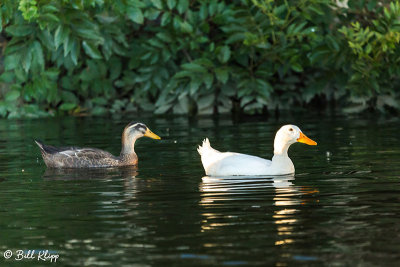 Mallard Ducks  29