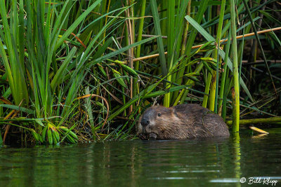 Beaver  33
