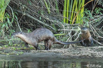 River Otters 24