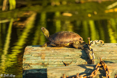 Western Pond Turtles  15