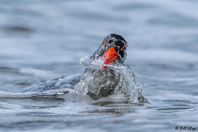 Pied Oyster Catcher Bathing
