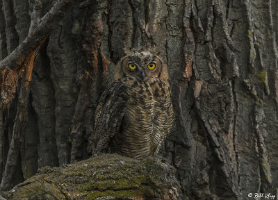 Great Horned Owl  10