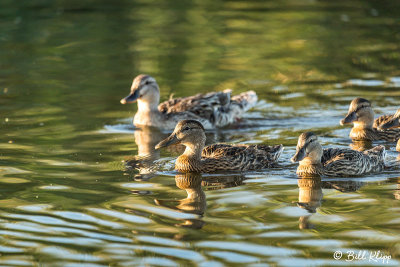 Mallard Ducks  33