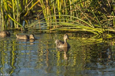 Mallard Ducks  34