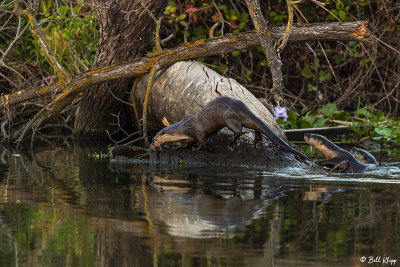 River Otters  31