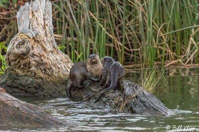 River Otters  39
