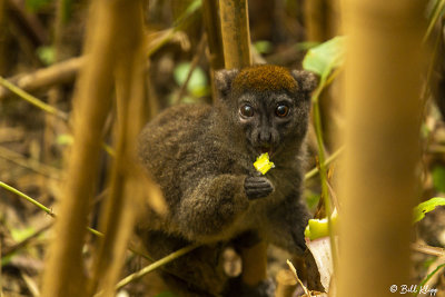 Bamboo Lemur, Andasibe  1