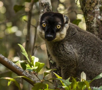 Brown Lemur,  Andasibe 3