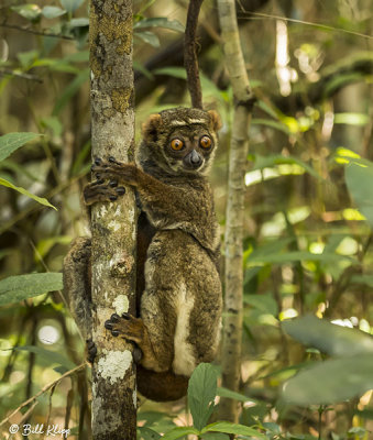 Eastern Woolly Lemur, Andasibe  2