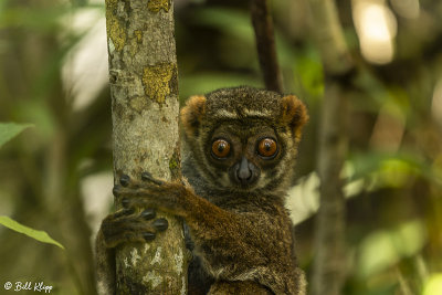 Eastern Woolly Lemur, Andasibe  1