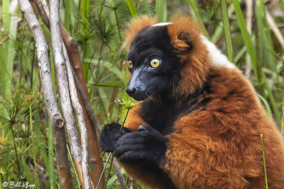 Red Ruffed Lemur, Andasibe  1