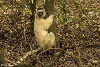 Verreaux's Sifaka, Spiny Forest, Mandrare River Camp  1