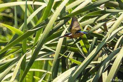 Malagasy Kingfisher, Lake Tsarasoatra, Antananarivo  1