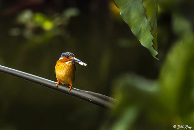 Malagasy Kingfisher, Lake Tsarasoatra, Antananarivo 2