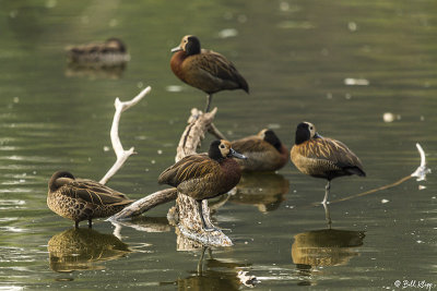 White-Faced Whistling Ducks, Night Heron, Lake Tsarasoatra, Antananarivo  1