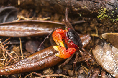 Land Crab,  Masoala Rainforest Lodge  1