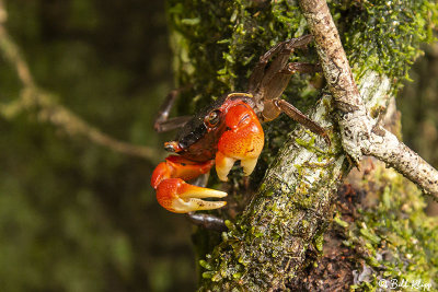 Land Crab,  Masoala Rainforest Lodge  2