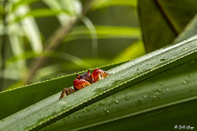 Land Crab,  Masoala Rainforest Lodge  3