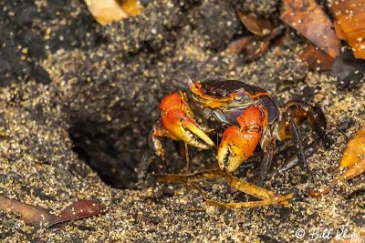 Land Crab,  Masoala Rainforest Lodge  4