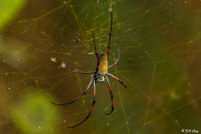 Orb Spider, Lake Tsarasoatra, Antananarivo  1