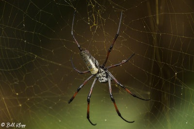 Orb Spider, Lake Tsarasoatra, Antananarivo  2