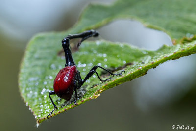 Giraffe-necked Weevil (male), Saha Forest Camp,  1