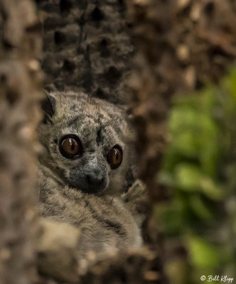 White-footed Sportive Lemur, Spiny Forest, Mandrare River Camp  2
