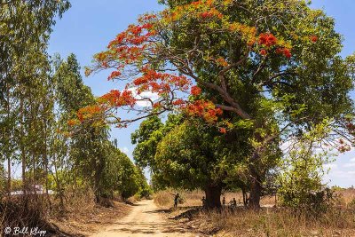 Royal Poinciana Tree, Iharana Bush Camp  1