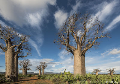 Baobab Trees, Mandrare Forest Lodge  10