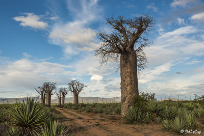 Baobab Trees, Mandrare Forest Lodge  9