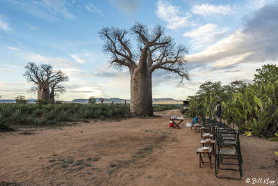 Baobab Trees, Mandrare Forest Lodge  8