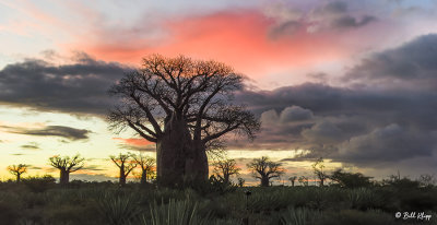 Baobab Trees, Mandrare Forest Lodge  2