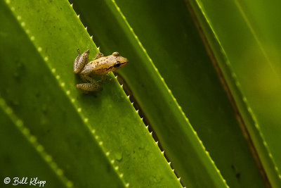 Pointy Frog, Masoala Forest Lodge  1