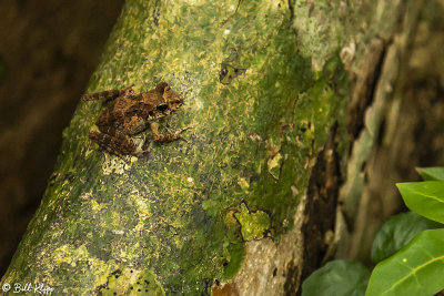 Frog, Nosy Mangabe 1