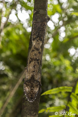 Giant Leaf-Tailed Gecko, Nosy Mangabe  2