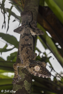 Giant Leaf-Tailed Gecko, Nosy Mangabe  1