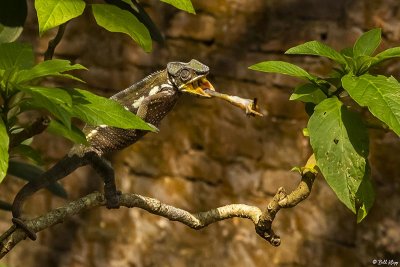 Warty Chameleon, 3