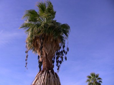 Een palmboom met 'oorbellen'