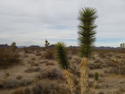 Mojave Desert National Preserve