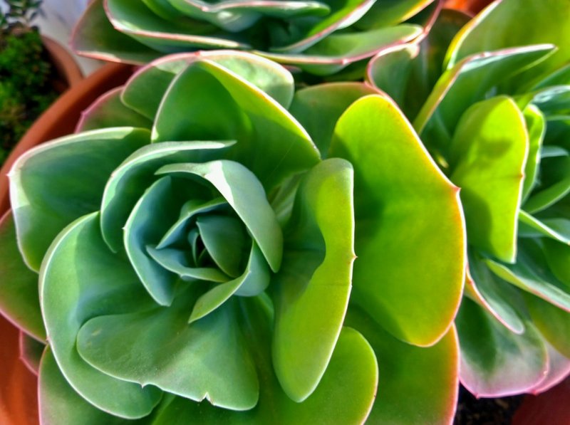 Succulent 